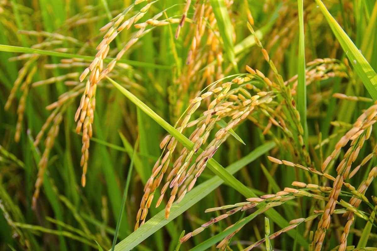 Fresh organic rice