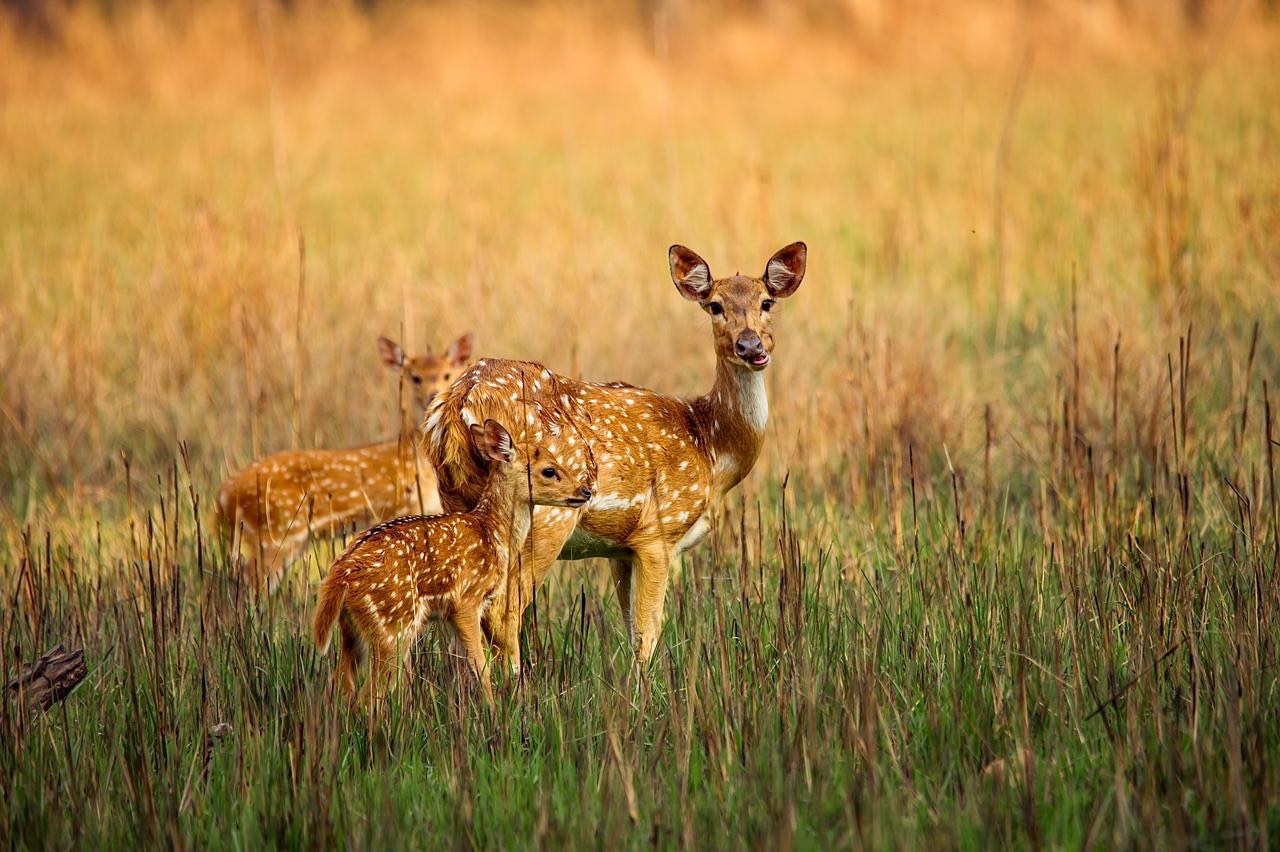 Deer wildlife sighting in Bardia