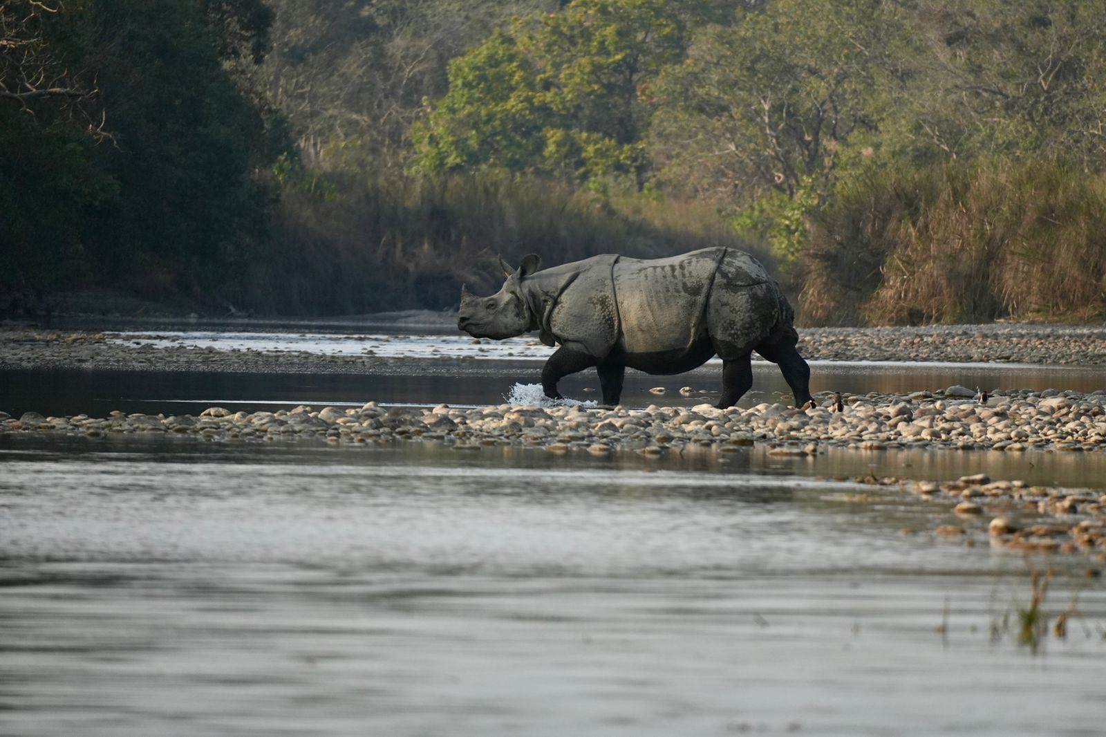 One horned rhinoceros near Bardia