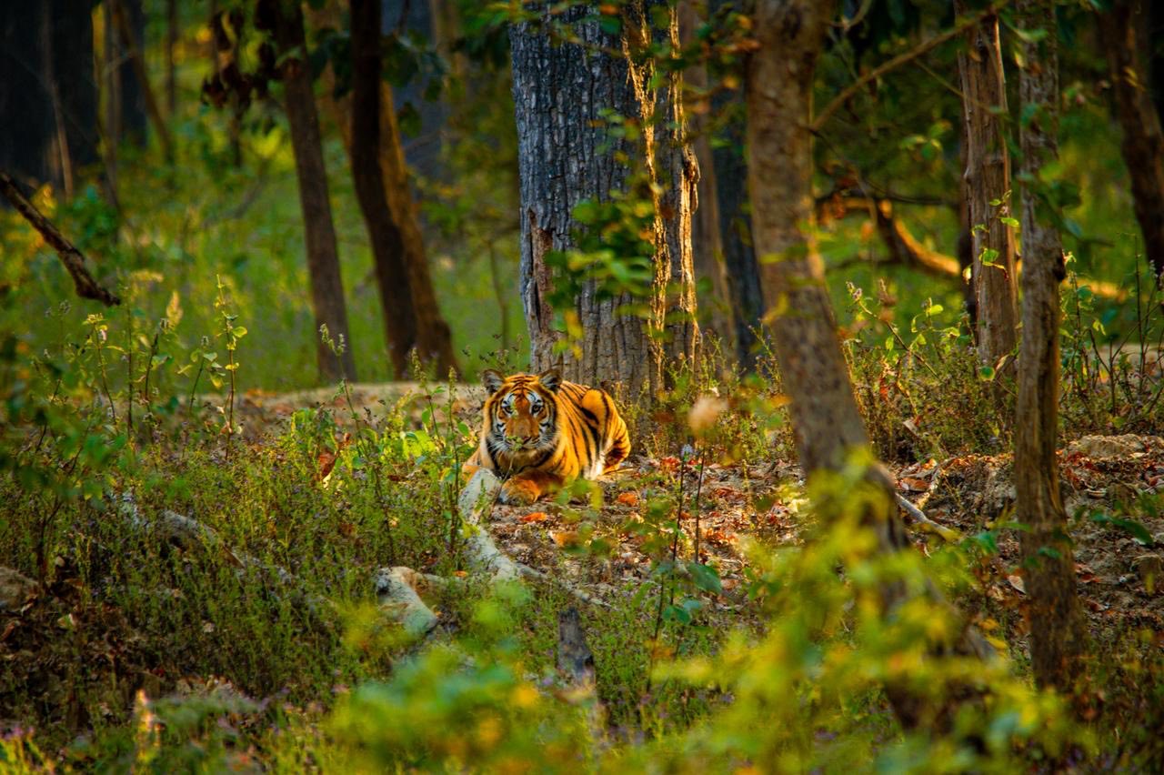 Tiger in Bardia National Park